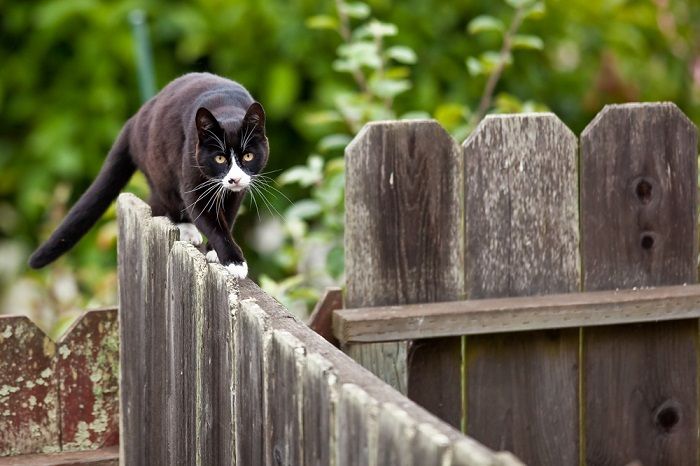 Le chat marche sur une clôture