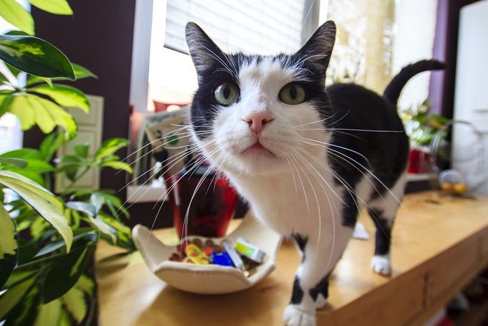 Chat tigré curieux et drôle