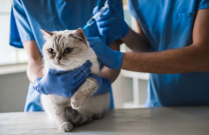 Un mignon chat aux yeux bleus est allongé sur la table pendant que les vétérinaires font une injection