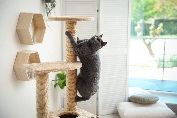 Un animal de compagnie mignon sur un arbre à chat à la maison