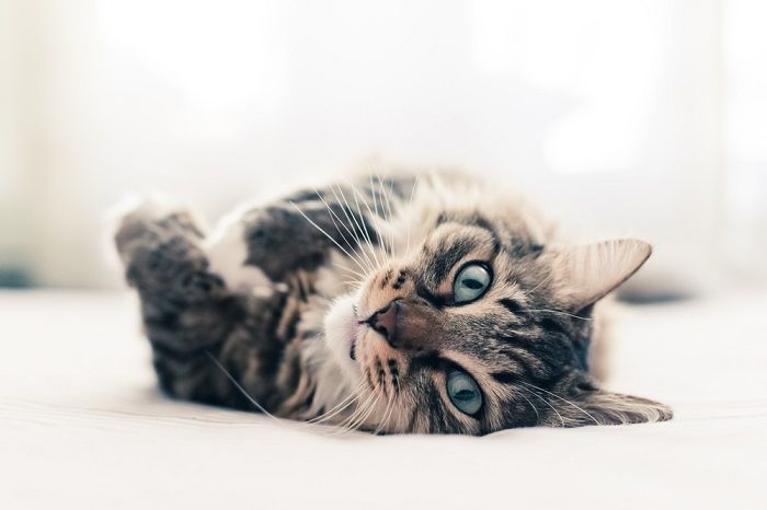 Chat gris couché sur le lit