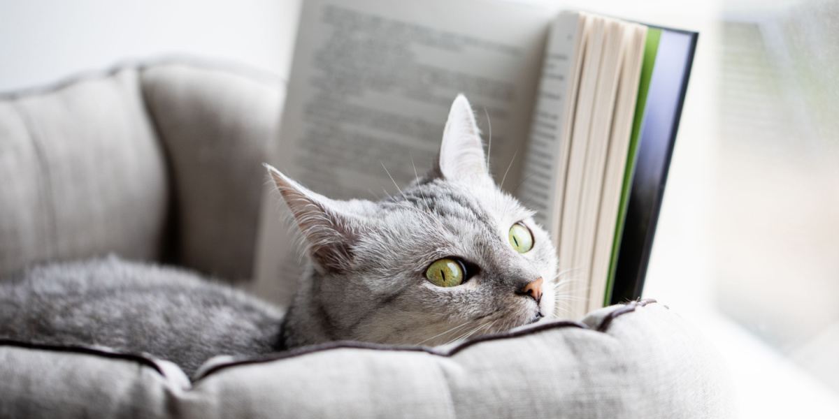 Un chat gris lit un livre