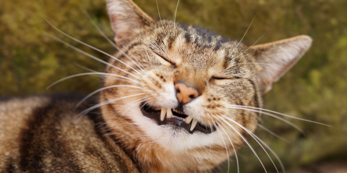 Chat tigré souriant et heureux