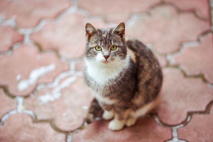 Un joli chat tricolore se repose sur le trottoir carrelé rouge