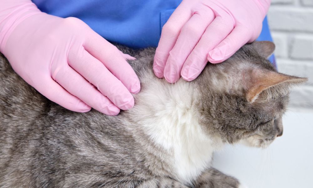 Une personne manipulant un chat tout en portant des gants de protection roses