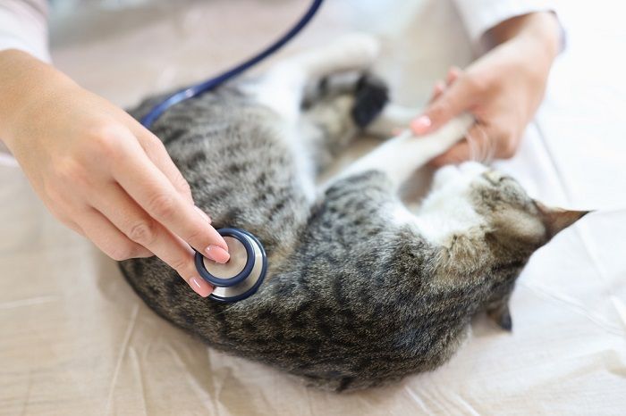 Le chat est examiné par le vétérinaire