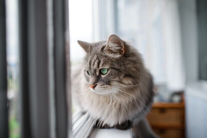 Le chat est assis près de la fenêtre