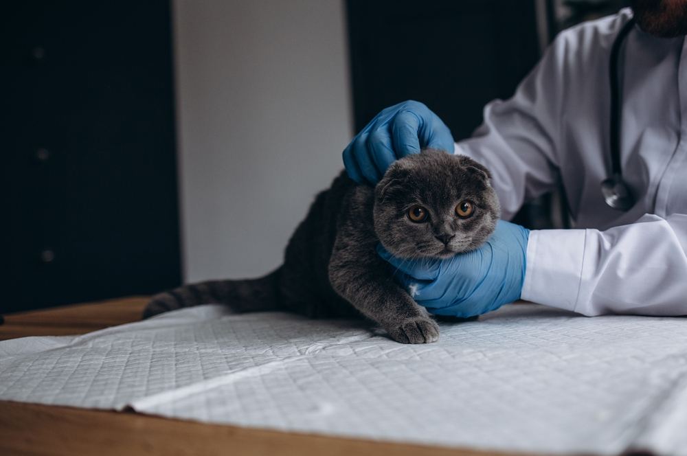 Vétérinaire examinant un chat