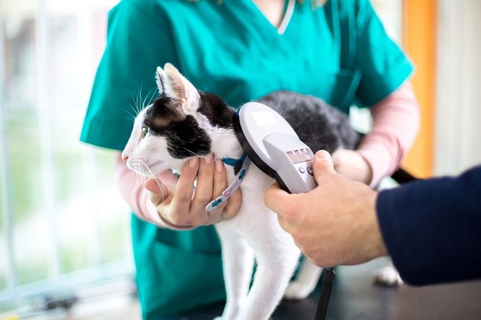 Vétérinaire vérifiant la puce électronique du chat