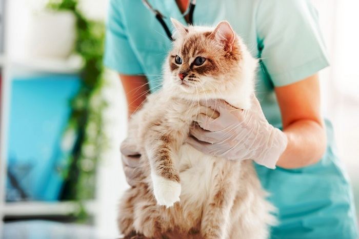 Une vétérinaire tient un chat ragdoll tout doux pendant les soins médicaux