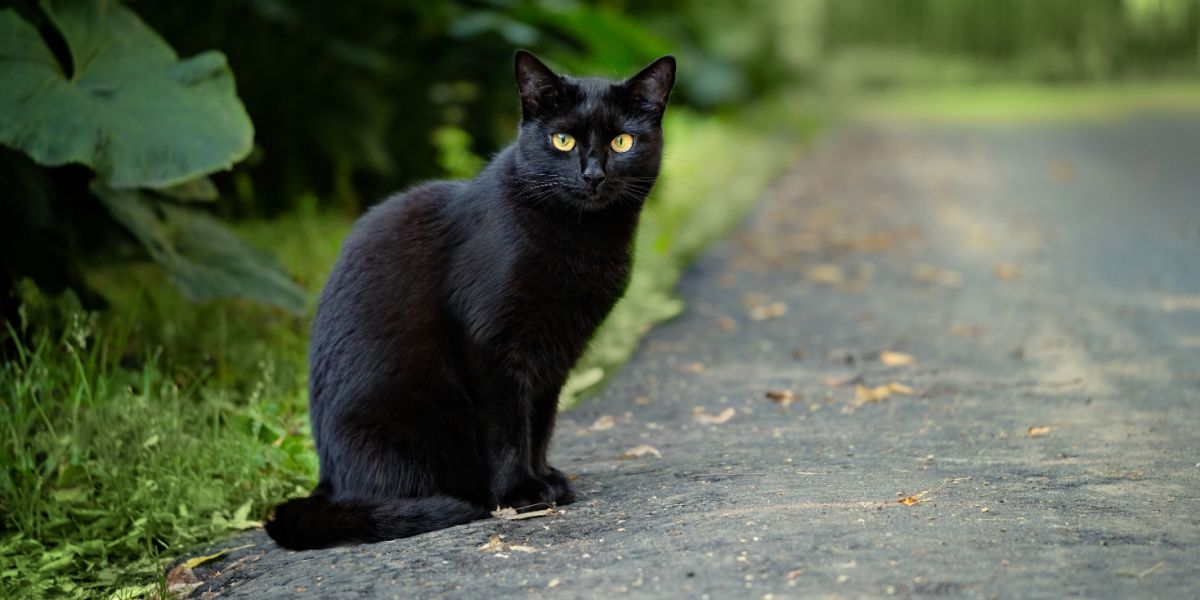 beau chat noir assis sur la route