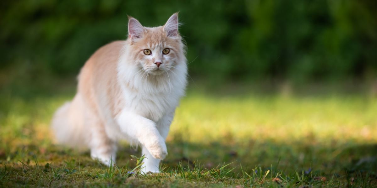 Chat Maine Coon