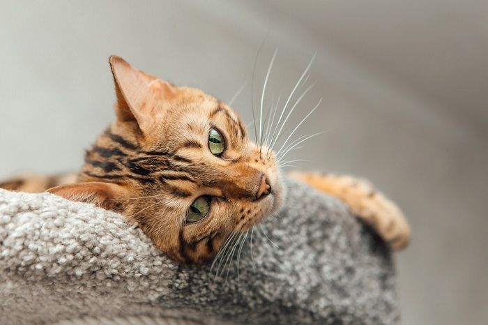 chat du Bengal allongé sur une étagère douce pour chat