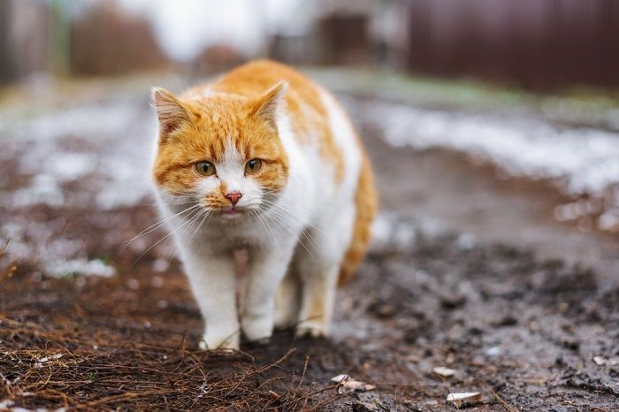 chat dans la rue