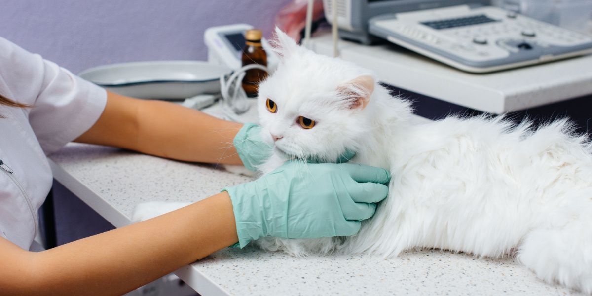 Un chat examiné, peut-être lors d'un contrôle vétérinaire ou d'une évaluation médicale.