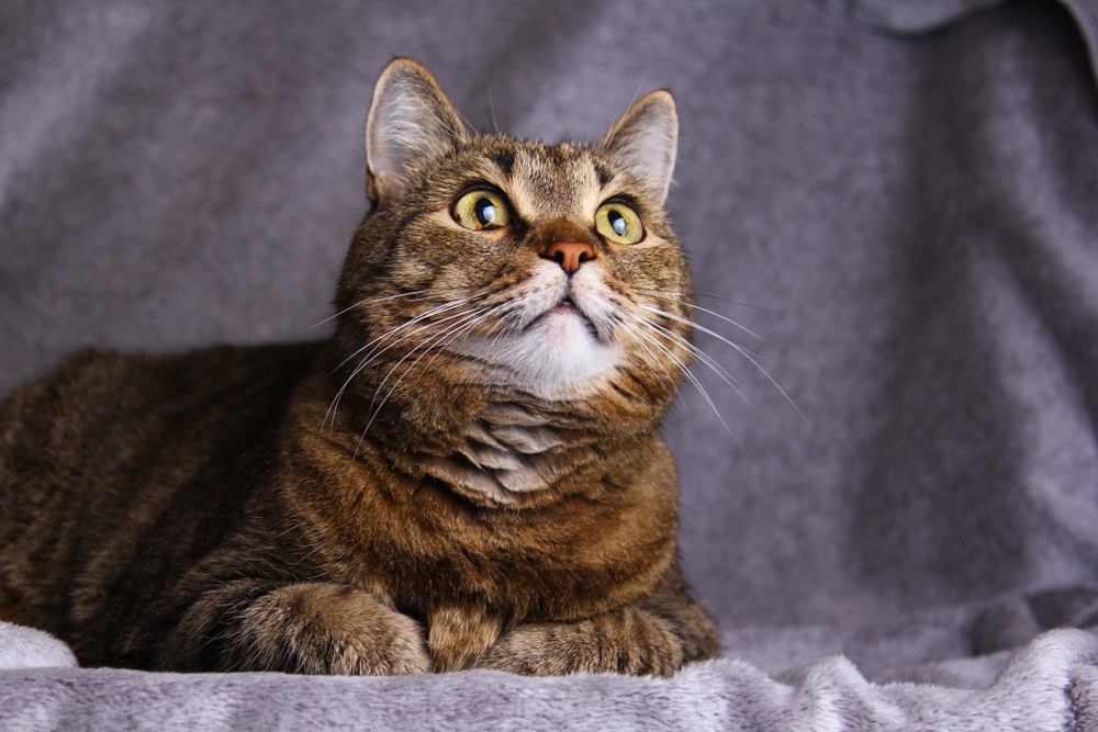 chat sur un canapé gris