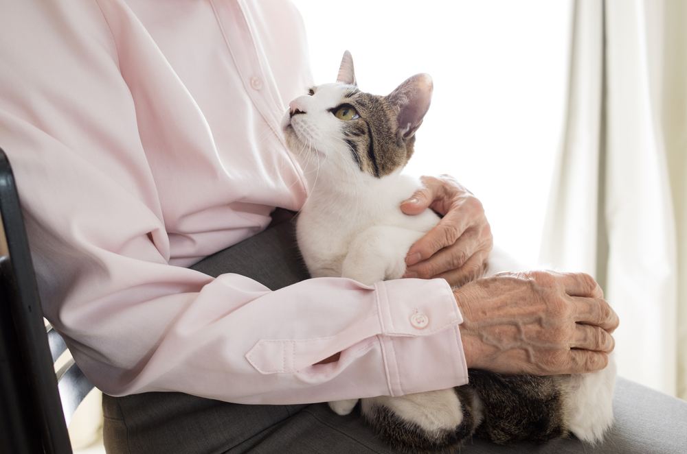 Une image représentant une personne âgée tenant un adorable chat.