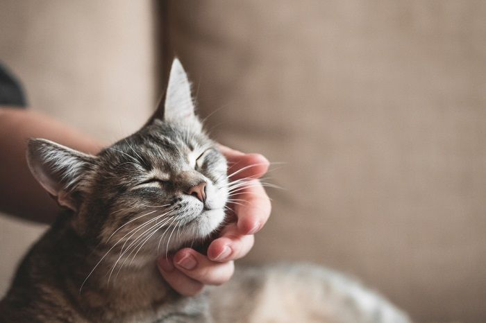 chat rayé gris