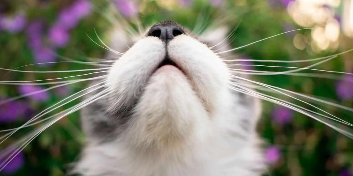 bouche et nez d'un jeune chat maine coon