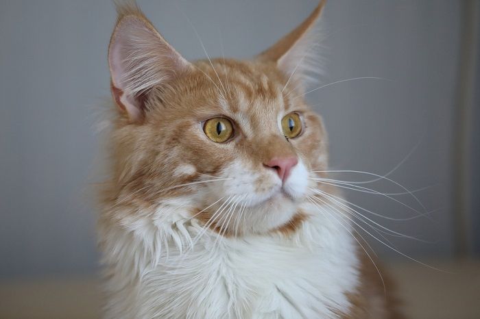 gros chat aux cheveux roux assis sur le sol