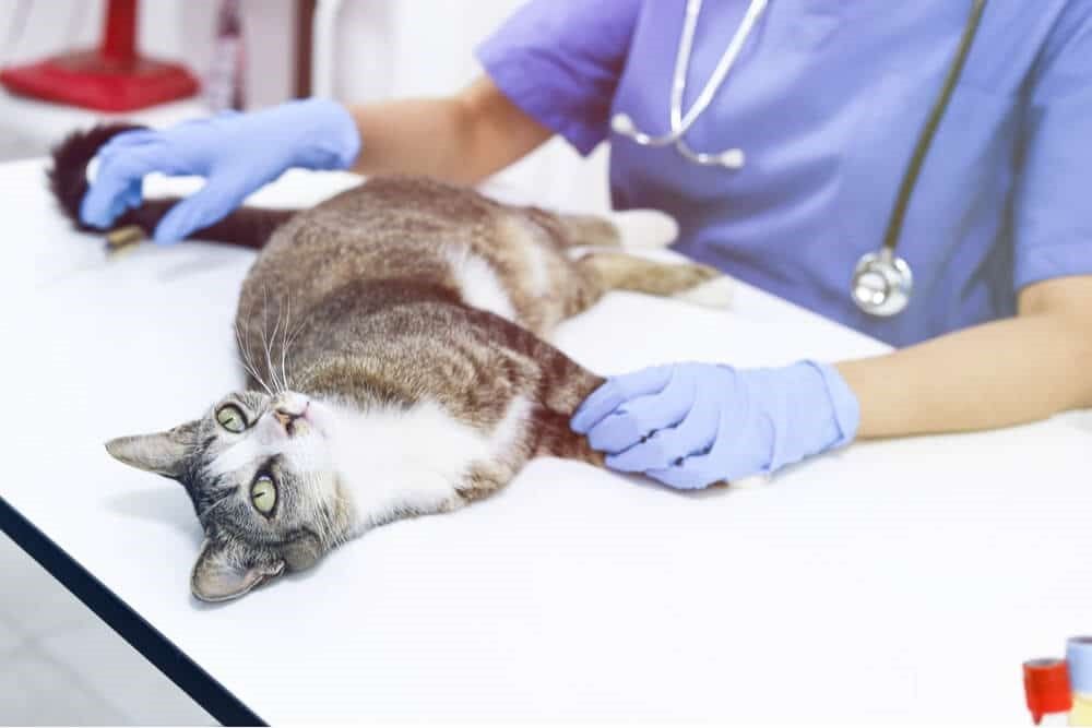 Vétérinaire examinant un chat