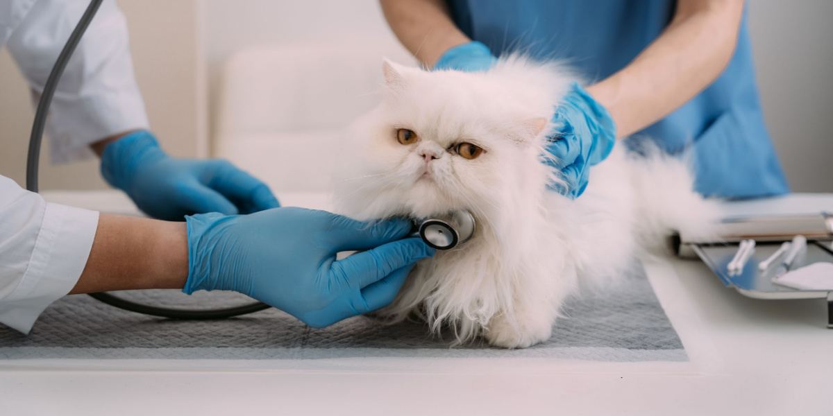 médecin vétérinaire utilisant un stéthoscope pour chaton