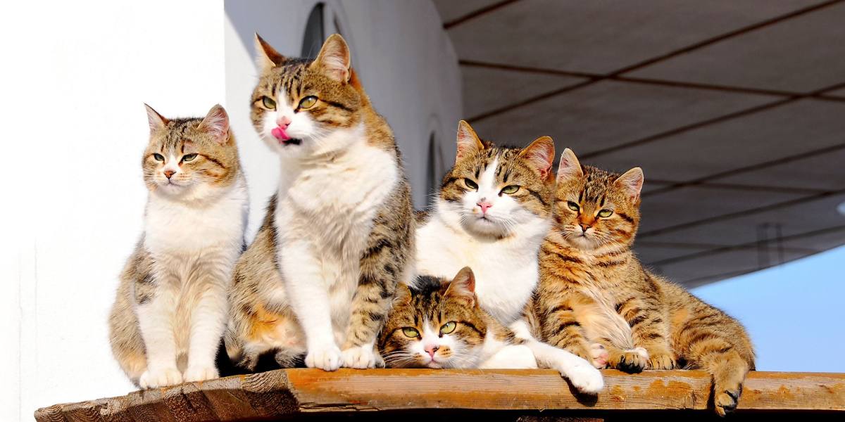 5 membres de la famille ressemblant à des chats