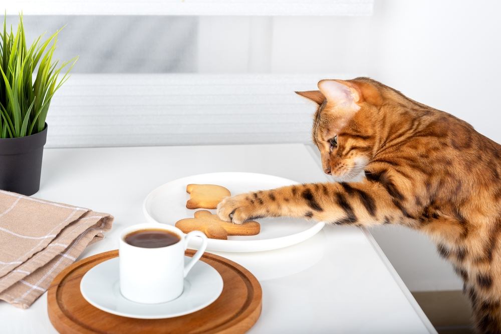 Un chat du Bengal cherche un biscuit dans une assiette