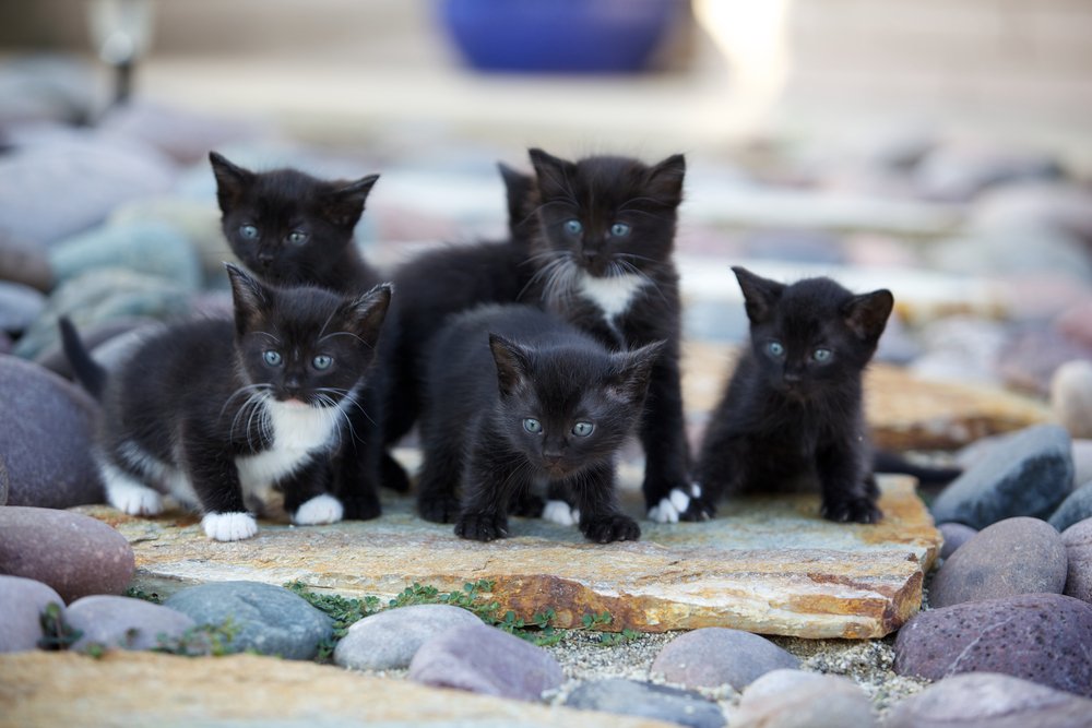 Une portée de chatons noirs et blancs dehors sur des rochers.