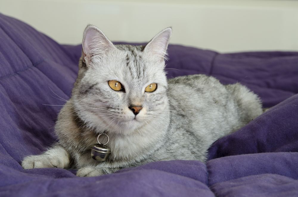 Un beau chat est allongé sur une couverture violette