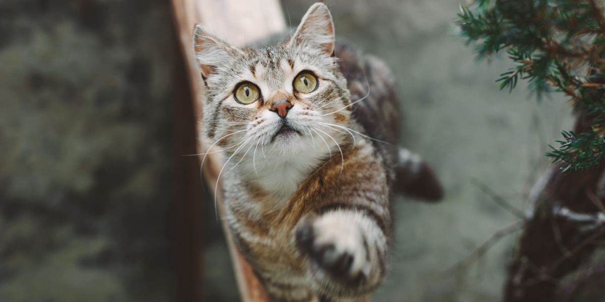 Une image captivante d'un beau chat rayé à poils courts assis gracieusement tout en levant sa patte avant, présentant une posture élégante et équilibrée qui respire le charme et la curiosité.