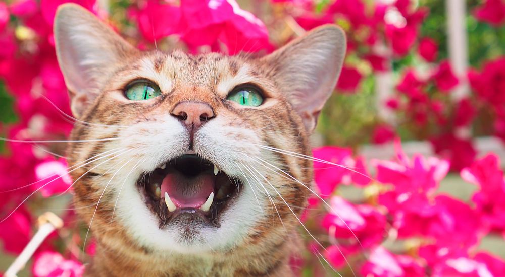 Chat du Bengal qui miaule.