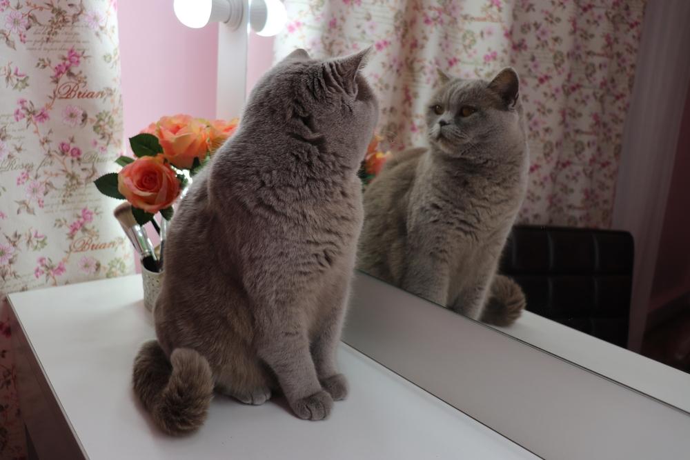 Chat gris britannique se regardant dans le miroir