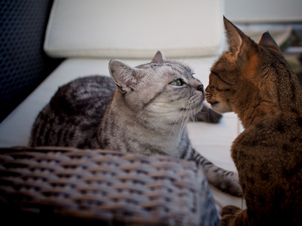 Chat British Shorthair et Savannah