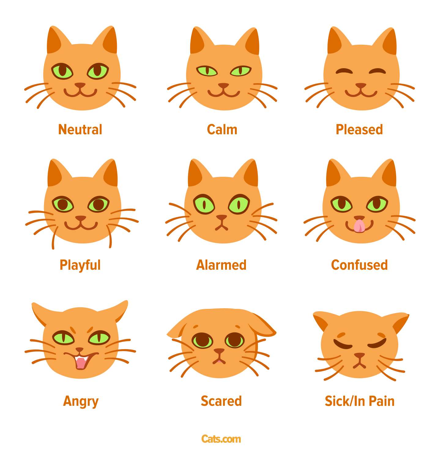 Une image présentant diverses expressions faciales de chat, mettant l’accent sur la communication et les émotions véhiculées par les expressions félines.