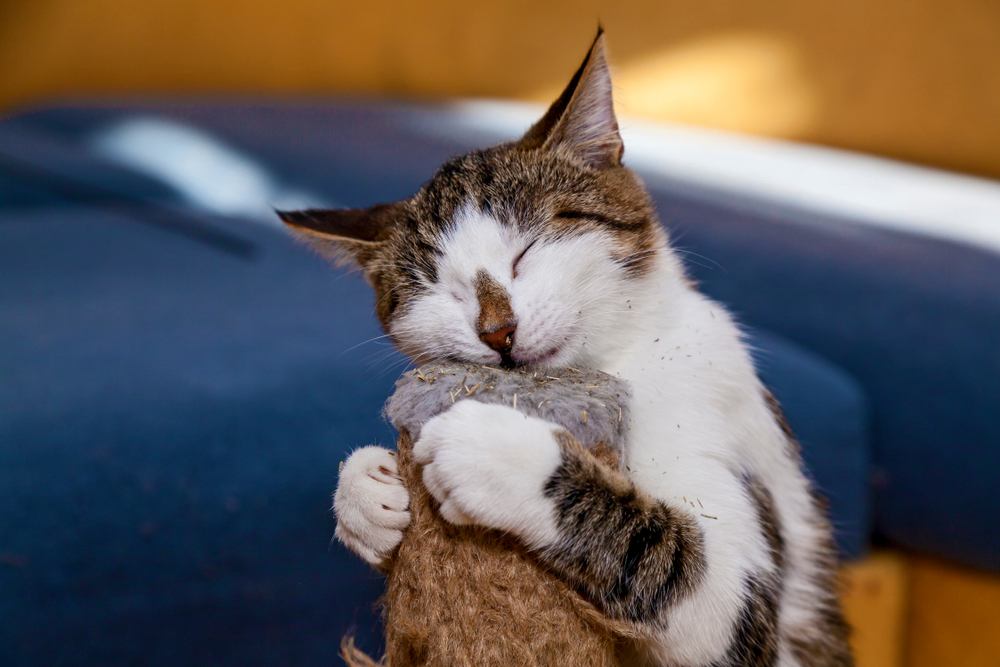 Le chat lèche l'herbe à chat