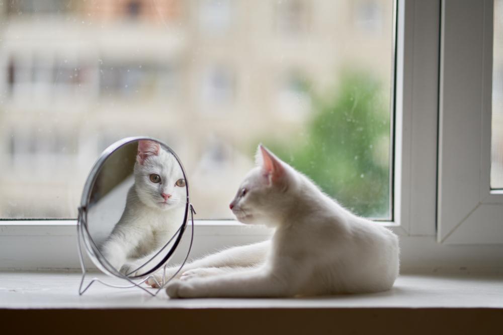 Le chat se regarde dans le miroir