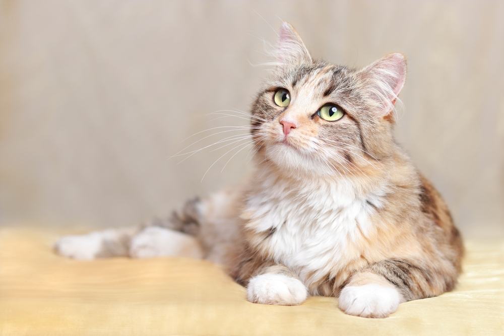 Le chat se repose sur une couverture orange