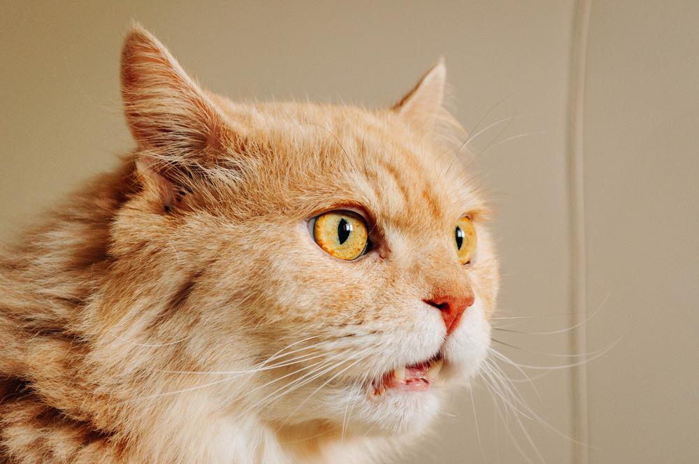 Une image intrigante capturant un chat aux sens aiguisés, semblant renifler l'air en réponse à une odeur ou à un stimulus attrayant.