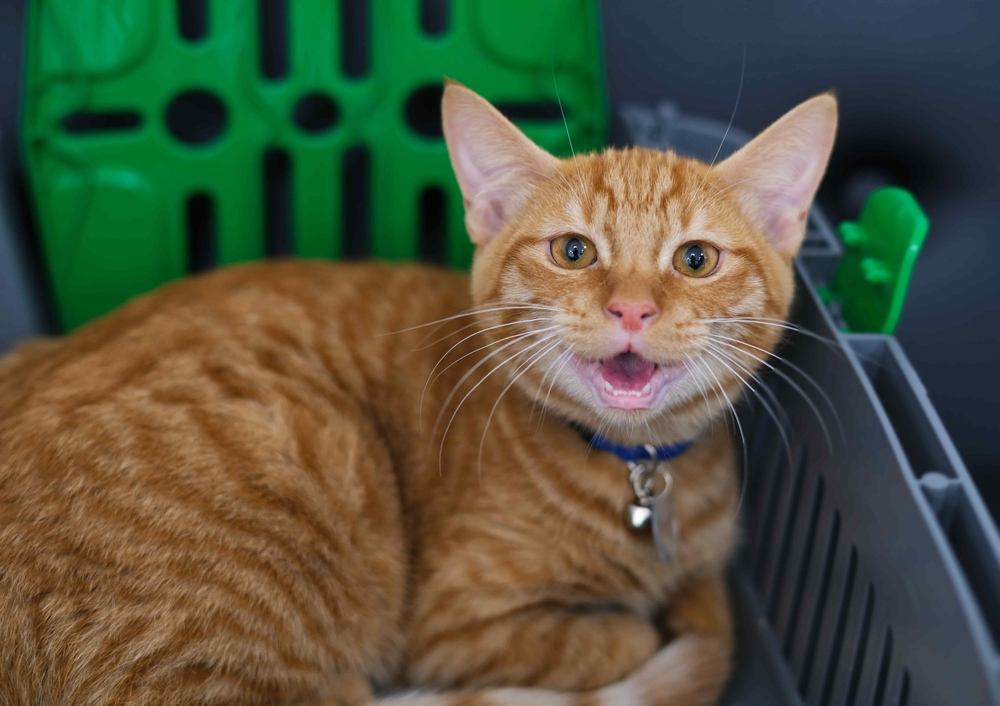 Portrait en gros plan d'un chat roux qui miaule