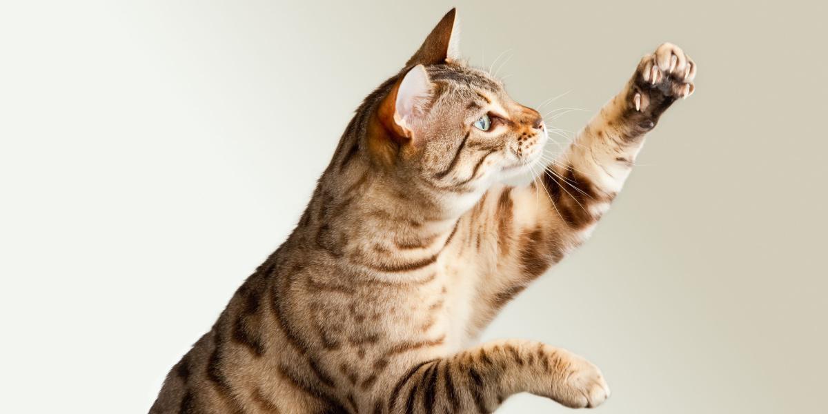 Adorable chat du Bengal qui s'étire vers le haut avec une expression attachante. L'image capture le charme d'un chat qui tend la main vers le haut, peut-être pour attirer l'attention ou pour jouer.