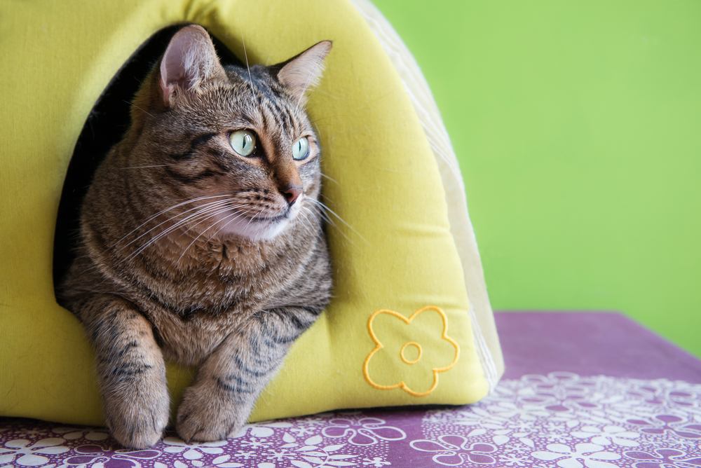 Chat mignon dans une maison igloo verte à la maison