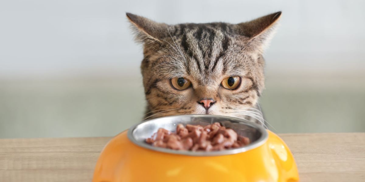 Chat mignon regardant un bol avec de la nourriture