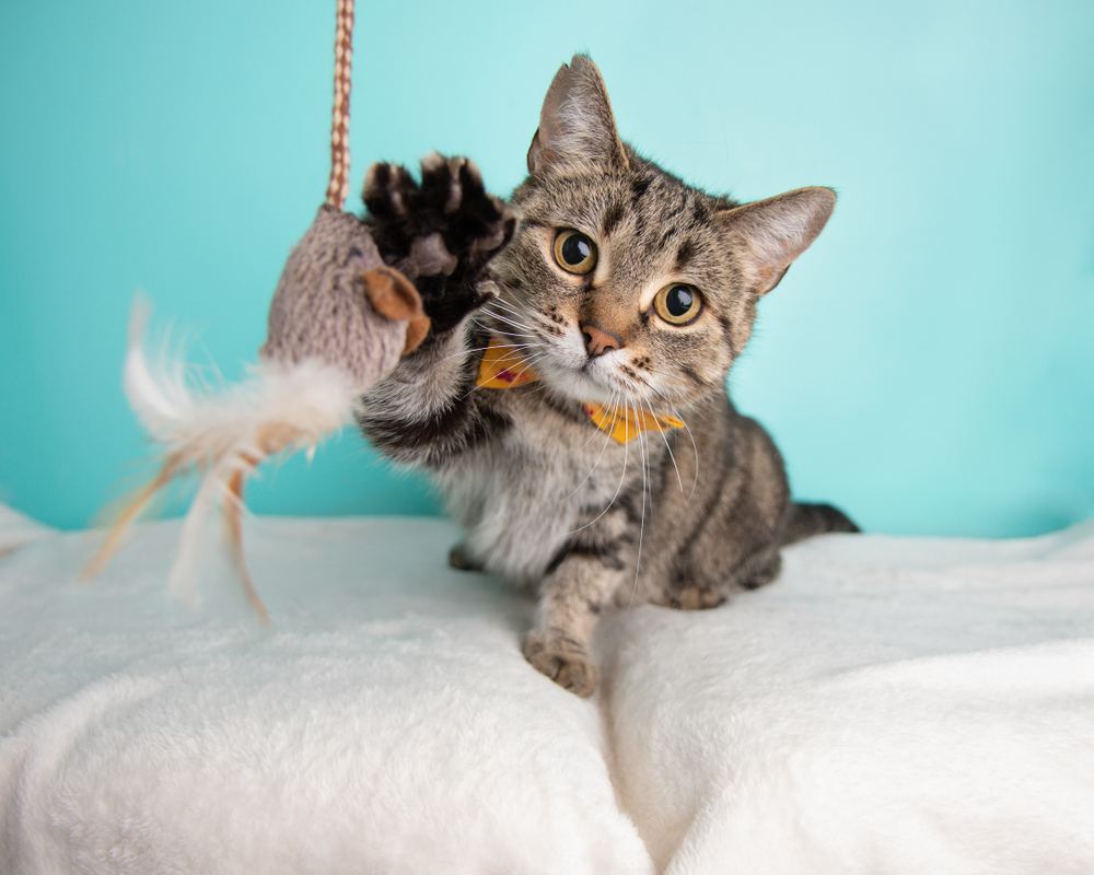 Chaton tigré à poil court mignon jouant avec des jouets