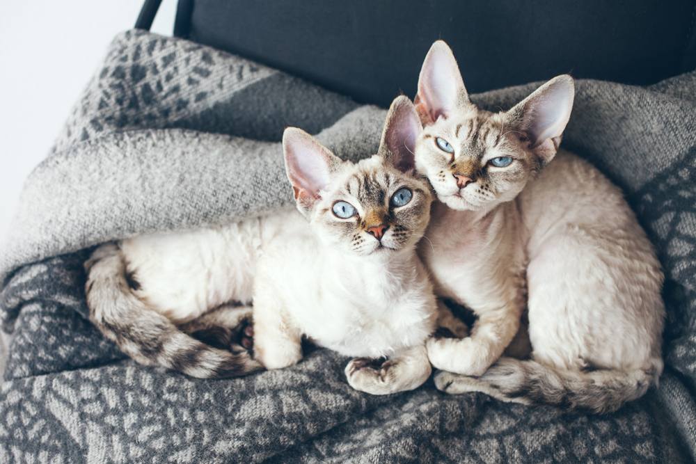 Chatons Devon Rex aux yeux bleus