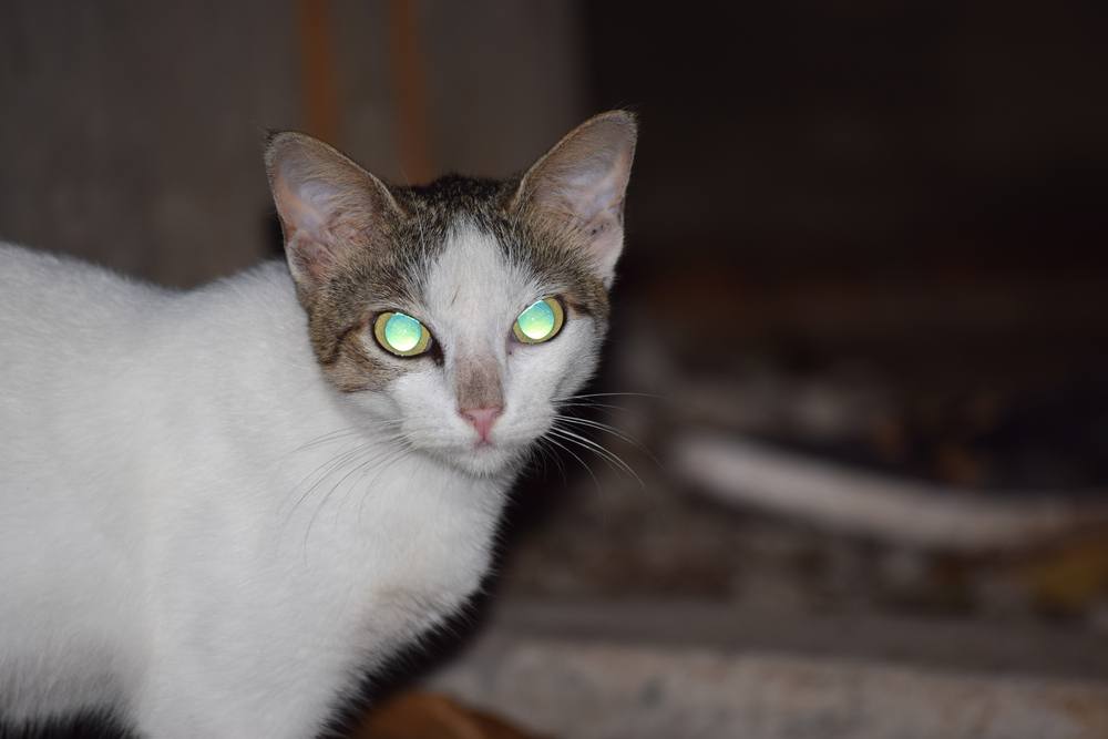 Chat domestique aux yeux brillants la nuit