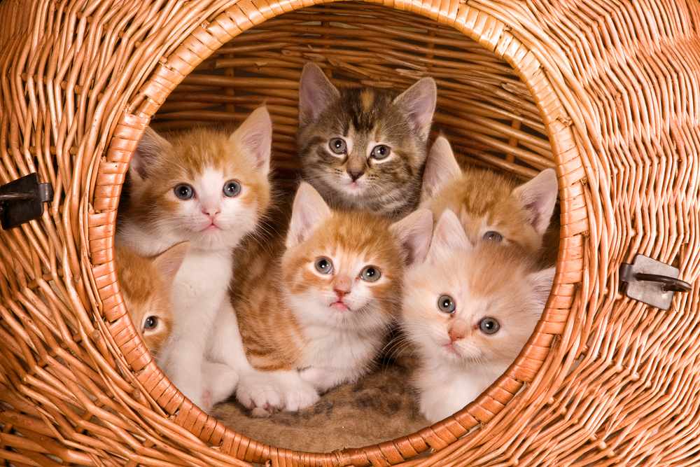 Famille de six chatons dans leur propre panier