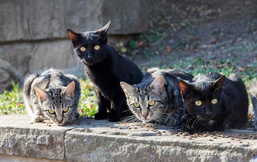 Nourrir un groupe de chats sauvages errants dans la rue