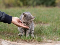 Feeding a stray cat on the street