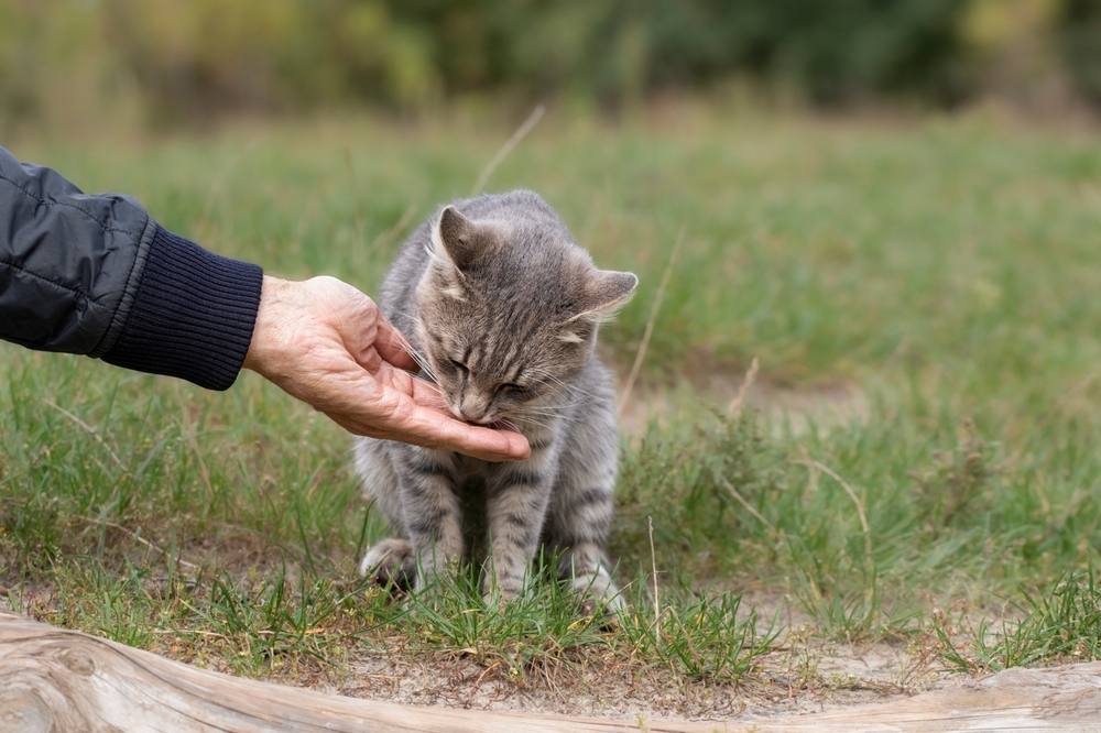 Nourrir un chat errant dans la rue